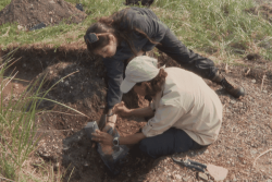 Une dizaine de scientifiques actuellement mobilisés à Miquelon Langlade pour une campagne de fouilles archéologiques
