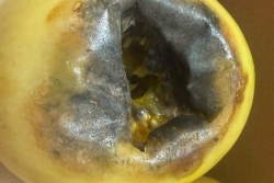 Pourquoi les maracujas se font-ils rares chez les producteurs de Martinique ?