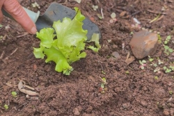 Un jardin partagé pour les marmay saccagé à la Plaine-des-Palmistes