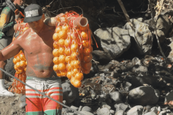 Après une descente périlleuse, les oranges de Tamanu prêtes pour le traditionnel défilé 