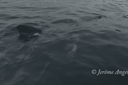 Des requins pèlerins aperçus au large de Saint-Pierre-et-Miquelon