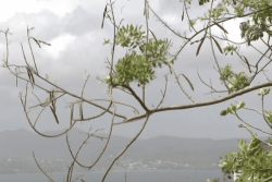 La brume de sable persiste en Martinique, la procédure d’information toujours activée