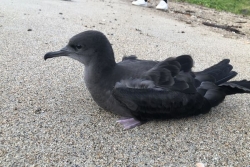 Grippe aviaire : les Calédoniens invités à signaler les oiseaux morts ou malades face à la progression du virus dans la région