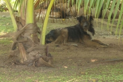 Chiens errants : l'amendement autorisant l'abattage dans les outre-mer retiré