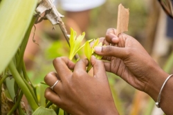 Le PER de Coconi lance un concours photo pour valoriser le patrimoine agricole de Mayotte