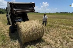 Sécheresse en Guadeloupe : les producteurs du foin, destiné aux élevages, s'adaptent