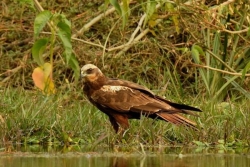 Grippe aviaire : un deuxième cas en Nouvelle-Zélande, la Calédonie en alerte 