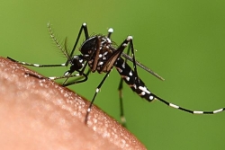 Dengue : un cas autochtone signalé dans l'Hexagone, le premier de la saison 2026