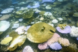 El Niño : un "effondrement" de l'écosystème de la Grande Barrière de corail redouté