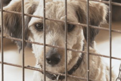 Départ en vacances, mutation, portées non désirées : comment lutter contre l'abandon de chiens et de chats ?
