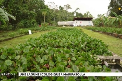 Jacinthes d'eau, papyrus et zéro produit chimique : en Guyane, la plus grande lagune écologique de France purifie les eaux usées de 400 habitants
