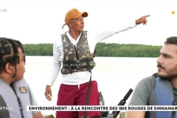 "Il faut venir avec de bonnes jumelles pour être ébloui" : sur le fleuve Sinnamary, le spectacle des ibis rouges émerveille les visiteurs en Guyane