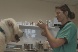 Autonomie, urgences et proximité : le quotidien d'une vétérinaire à Saint-Pierre-et-Miquelon