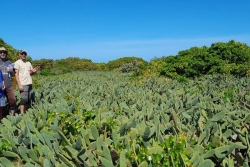 Projet Osapik : des cochenilles pour éradiquer les cactus à raquettes sur les îlots de l'extrême Nord calédonien