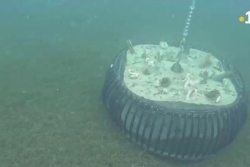 63 éco-récifs à Bouillante : des mouillages pour les plaisanciers et des nurseries pour les espèces sous-marines