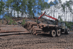 Comment la filière forêt-bois calédonienne se structure pour préparer son avenir
