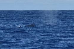 Où sont les baleines ? Faible fréquentation en ce début de saison à La Réunion
