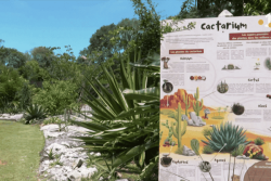 T-rex, tricératops, vélociraptor... Le jardin botanique de Macouria inaugure une balade immersive au temps des dinosaures