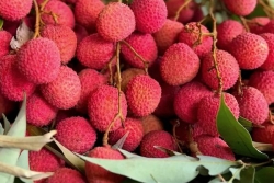 Le vin de litchi de l'île Maurice s'invite sur les tables gastronomiques