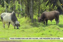 "On a tellement de difficultés à trouver des reproducteurs" : à Matiti, un éleveur investit 28 000 euros dans des embryons pour ses vaches