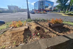 Des bougainvilliers fraîchement plantés à Papeete ont été volés, deux individus identifiés