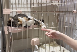 IMAGES. 34 morts après le séisme au Japon...mais 25 chats sauvés