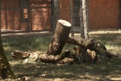Le parc animalier Zoodyssée inaugure son espace Outre-mer avec un jaguar de Guyane