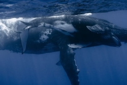 « Naviguer ensemble dans le sanctuaire des baleines » : une nouvelle charte pour les usagers de la mer 