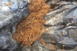 La "chimique", une drogue de synthèse en progression à Mayotte