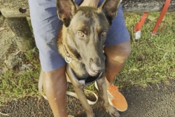 Mantrailing : des chiens développent leur odorat et leur aptitude à rechercher des personnes disparues