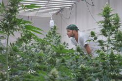 Cannabis thérapeutique : cinq variétés et neuf agriculteurs retenus pour la culture en Polynésie 