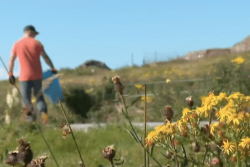 Jusqu'à 150 000 graines par plantes : pourquoi il est essentiel d'arracher le séneçon jacobée dès maintenant