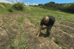 Aides agricoles : des jeunes Guadeloupéens installés toujours dans l'attente de leurs financements
