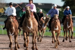 En Australie, les dromadaires sauvages deviennent aussi une attraction touristique