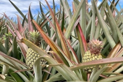 Les agriculteurs réunionnais et guyanais bénéficient désormais de 50 indicateurs climatiques pour s’adapter au réchauffement de la planète