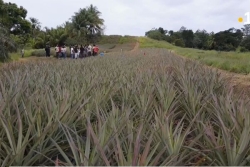 Agriculture : des biofertilisants expérimentés sur des plantations d’ananas, à Lamentin