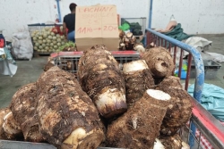 PHOTOS. La production de dachines peine à trouver preneur au Morne-Rouge