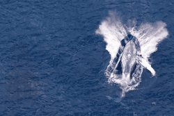 Une mauvaise saison 2026 pour l'observation des baleines à bosse 