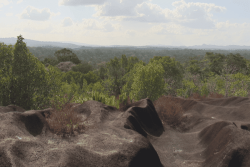 Guyane : découverte du coq-de-roche sur le sentier de la Savane-roche Virginie 