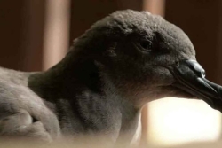 Mercredi 12 août : lumières éteintes pour les oiseaux...y compris sur la RDO et la RDP 