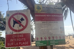 À Rémire-Montjoly, les chiens sont interdits sur les plages, mais toujours présents
