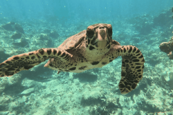 VIDEO. Migration des tortues marines : comment les protéger pendant les vacances ?