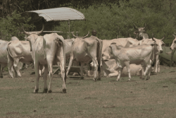 Sécheresse : les élus de Martinique réclament une part de l’effort national pour sauver l'agriculture locale 