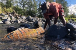 Calée sur le calendrier lunaire, la pêche bichique débute le 28 août à La Réunion
