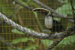 Le Zoo de Guyane mise sur des animations pour attirer les visiteurs