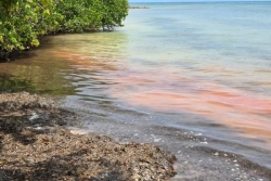 Saint-François : baignade interdite après l’apparition d’une eau rougeâtre à la Coulée