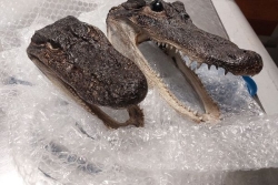 Deux têtes d'alligators protégés découvertes dans les bagages d'une voyageuse à Tahiti