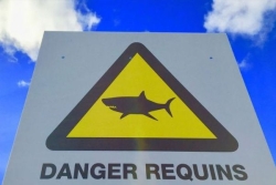 Alerte requin à l’îlot Maître : la baignade interdite après le signalement d’un bouledogue