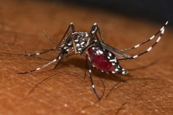 Avec le retour des pluies, les moustiques pourraient rapidement refaire leur apparition en Guadeloupe