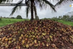 Kokomania : et si l'avenir des plantes était dans la noix de coco ? !